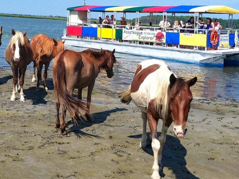 Wild Pony Watching Boat Tour from Chincoteague to Assateague