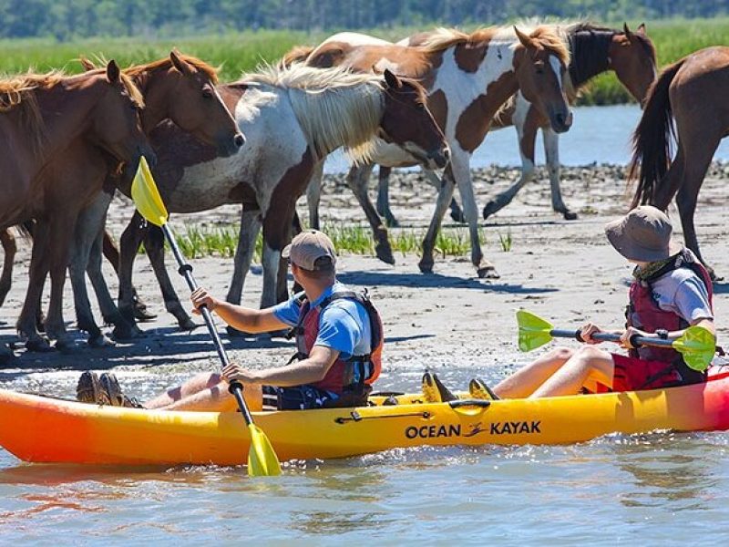 Kayak Tour along Assateague & Chincoteague Island, Virginia