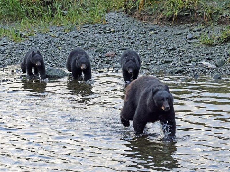 Private Alaska Native Excursion (Cultural and Scenic Experience)