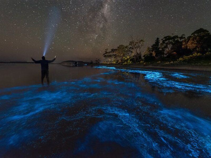 Central Florida Bioluminescent Kayak / Paddle Board Excursion