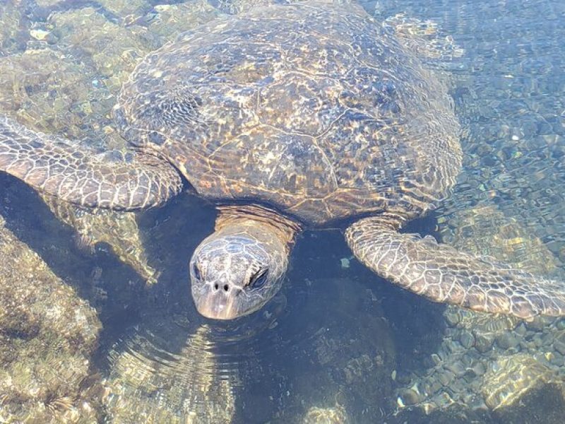 Green Sands Beach ATV Ride and Sunrise Swim with Turtles