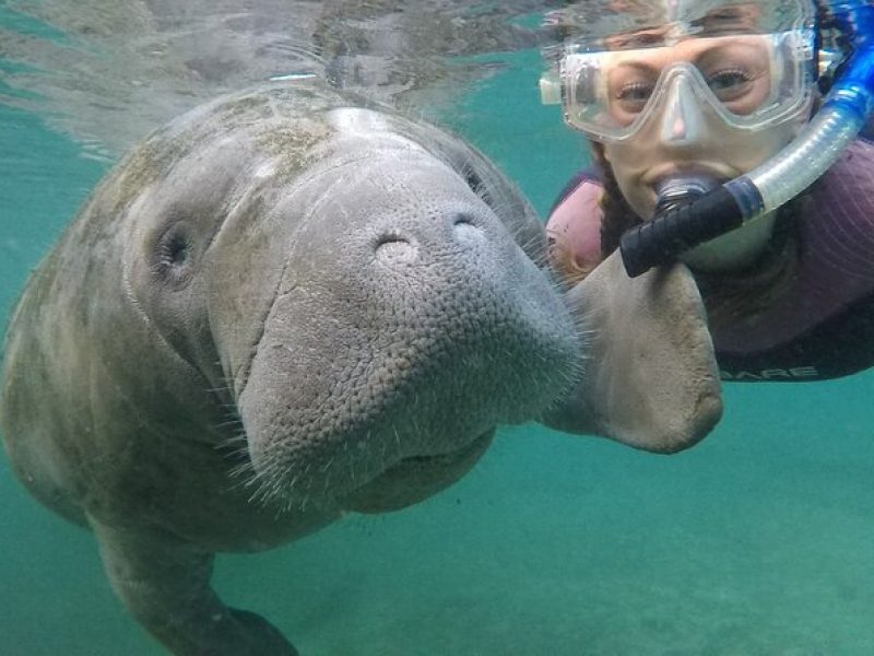 Small Group Manatee Snorkel Tour with In-Water Guide and Photographer