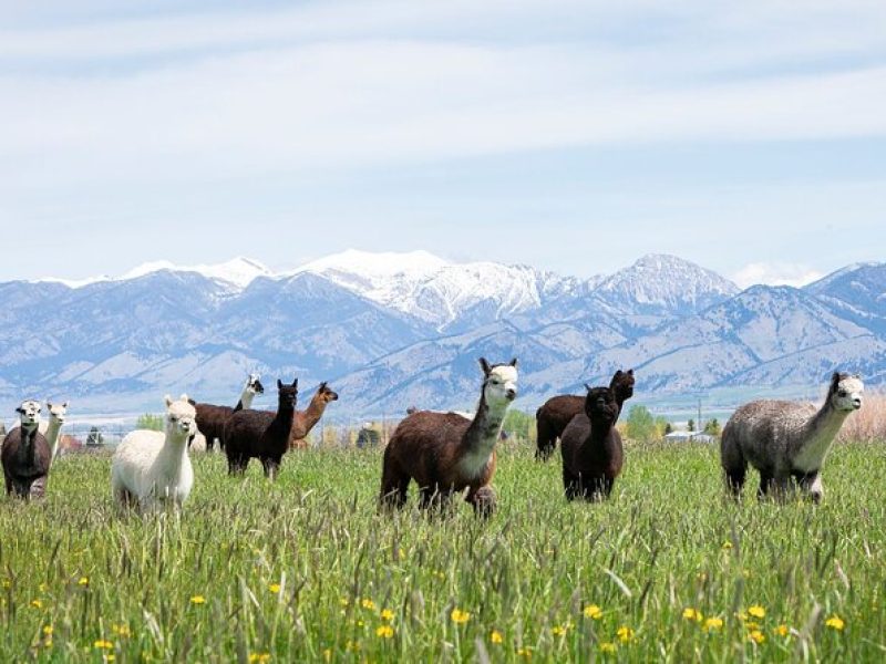 Alpaca and Llama Farm Tour