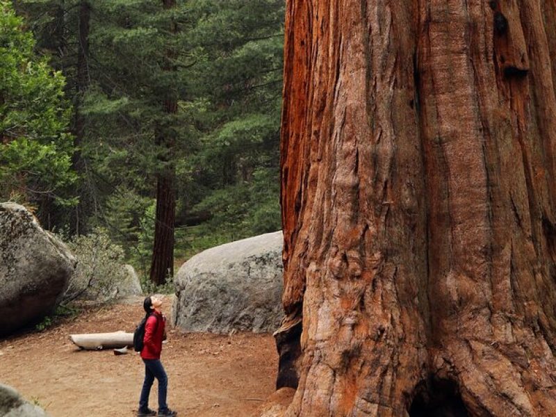 Small Group Redwoods, California Coast & Sausalito Day Trip from San Francisco