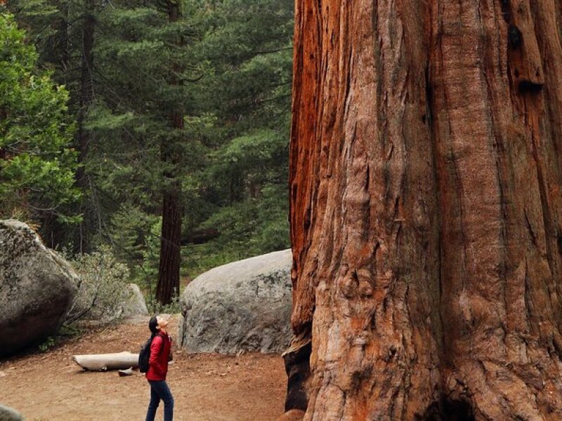 Giant Redwoods Tour Including a 5-Course Winery Lunch