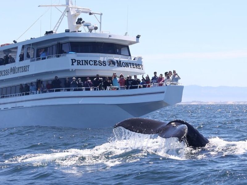 Monterey Whale Watching Tour