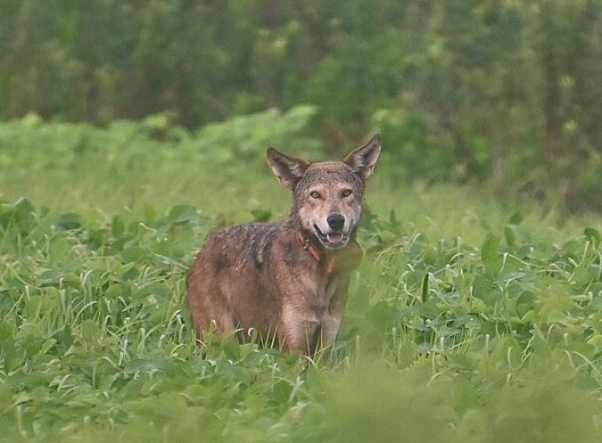 Full-Day Private Tour to Alligator River National Wildlife Refuge