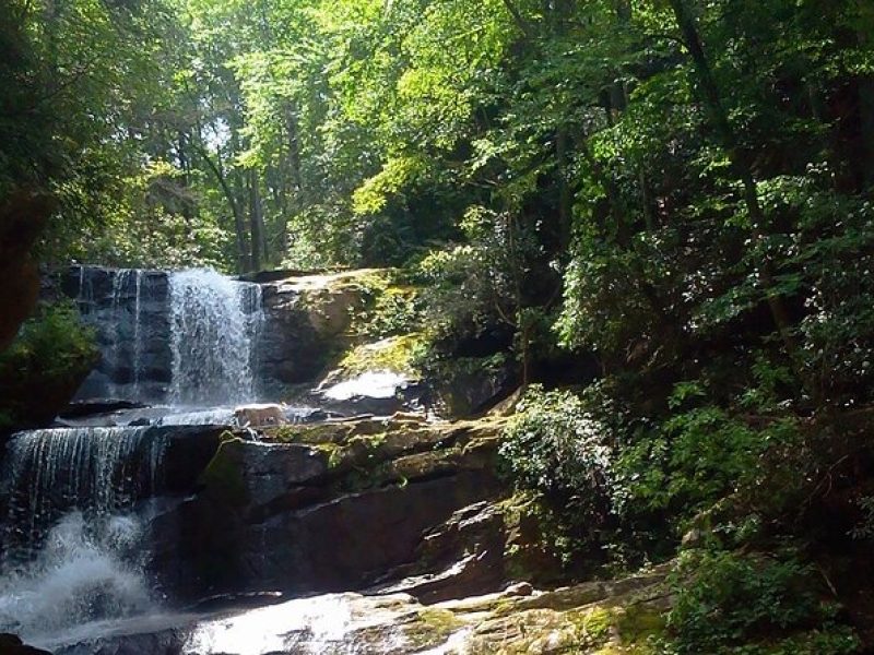 Half Day Educational Waterfall & Forest Hike Guided Tour With Lunch