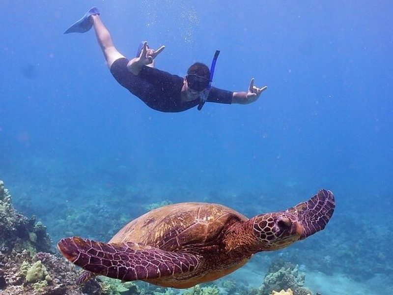 From Ma'alaea Harbor: Afternoon Molokini or Coral Gardens Snorkel Aboard Malolo