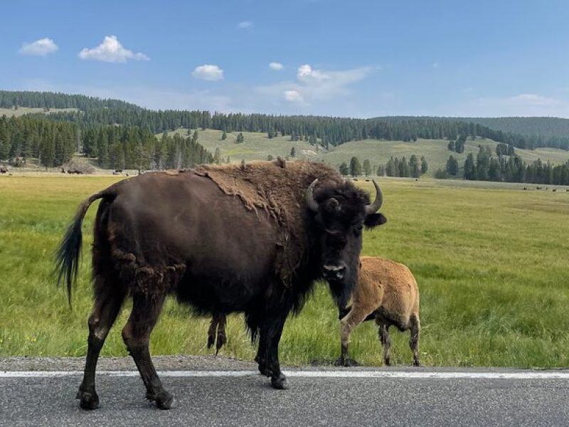 Lower Loop Full-Day Private Tour of Yellowstone