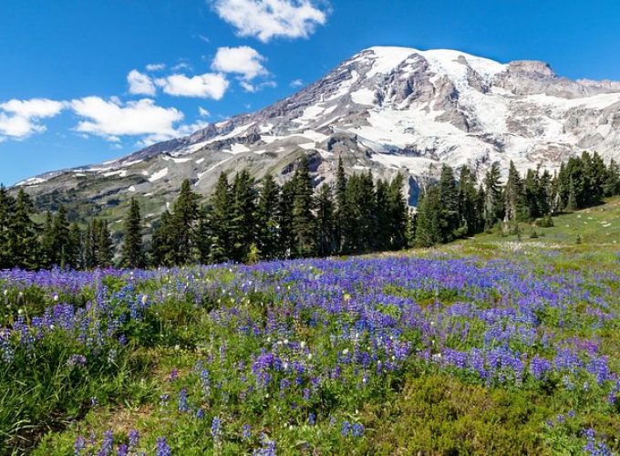 Private Mt Rainier National Park Day Trip from Seattle