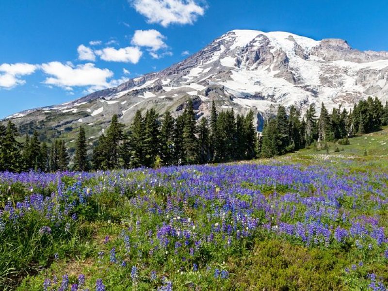 Private Mt Rainier National Park Day Trip from Seattle