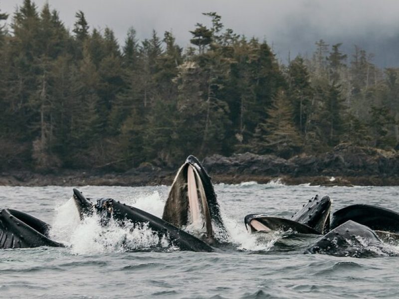 2-Hour Private Wildlife Tour in Sitka