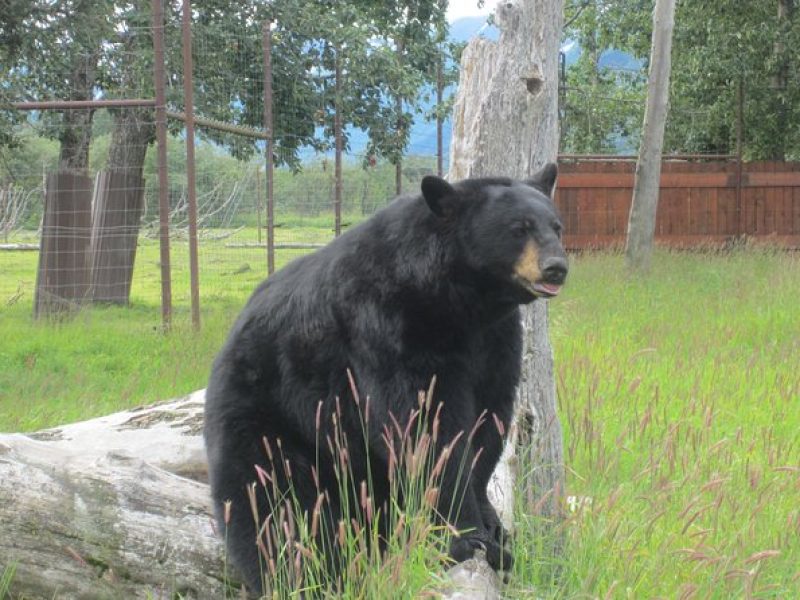 Self-Guided Alaska Wildlife Center and Turnagain Arm Tour w/Alyeska Tram