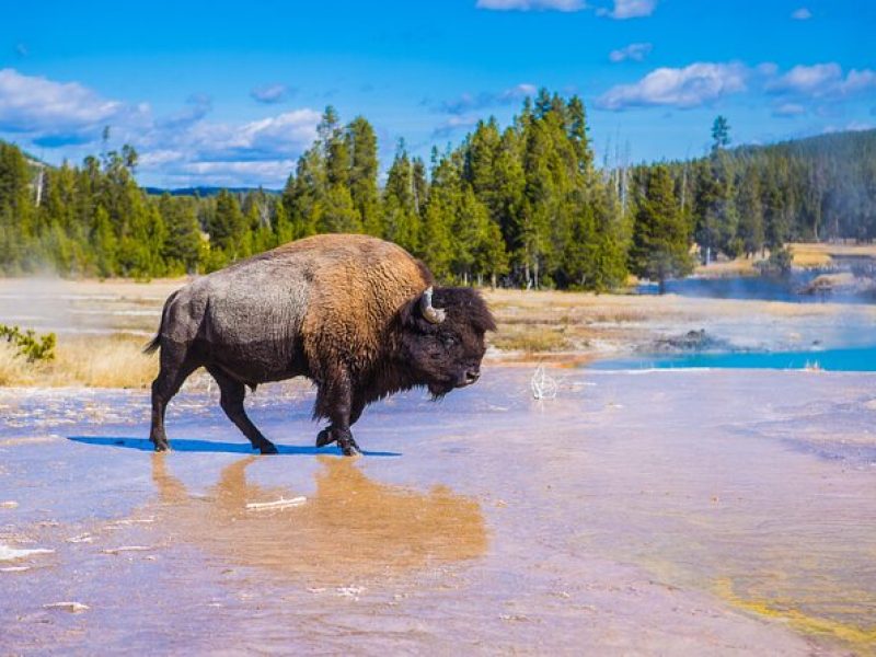 Private Yellowstone Tour: Hot Springs, Wildlife, & Waterfalls