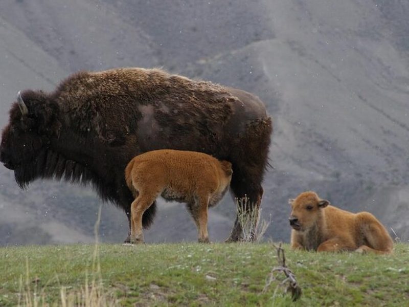 Private Yellowstone Tour: Wildlife Safari + Waterfalls w/ lunch!