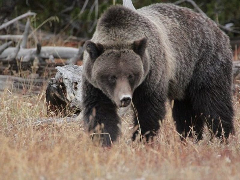 Half-Day Private Breathtaking Tour in Grand Teton National Park