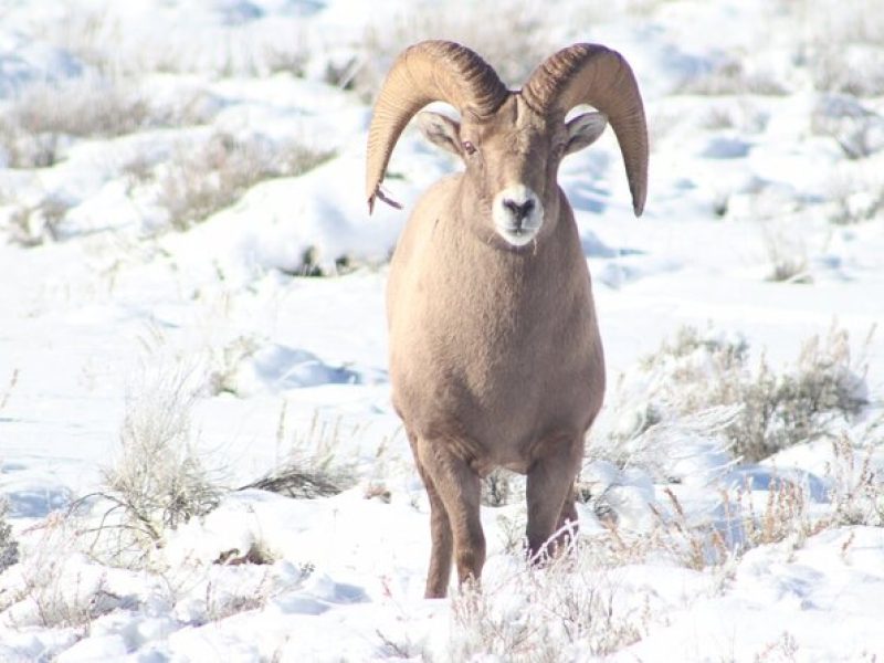 Half Day Private Winter Wildlife Tours in Jackson Hole