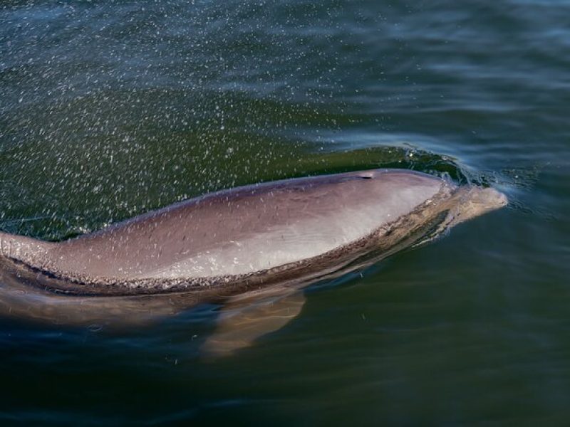 National Park Pedal Kayak Tours in New Smyrna Beach