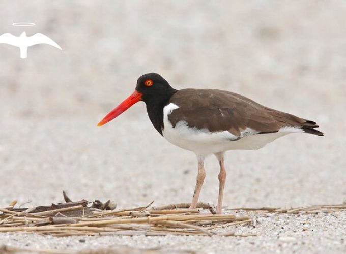 Charleston Bird Watching Tour