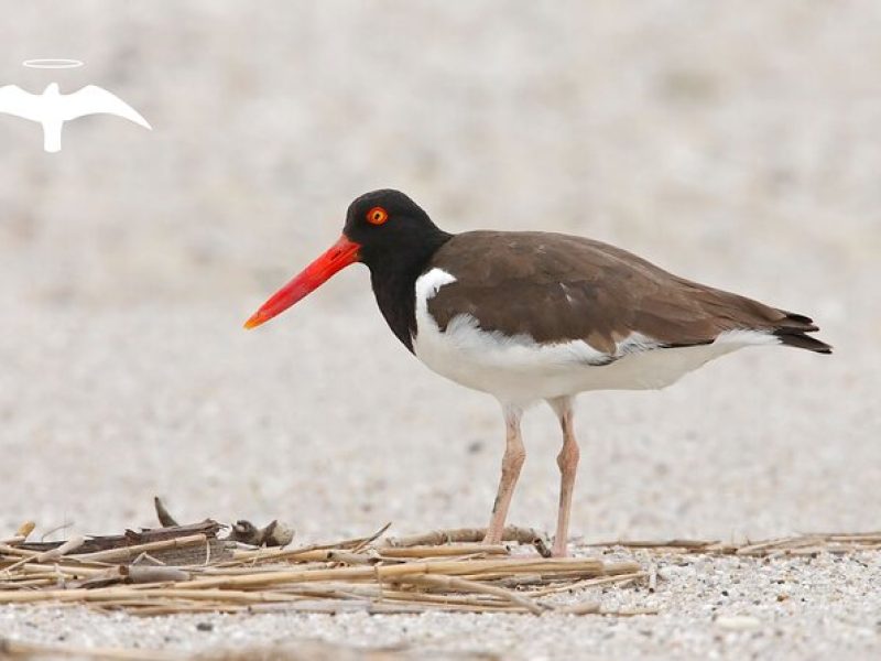 Charleston Bird Watching Tour