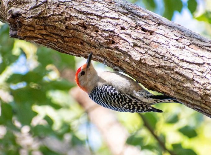 Downtown Charleston Birding Tour