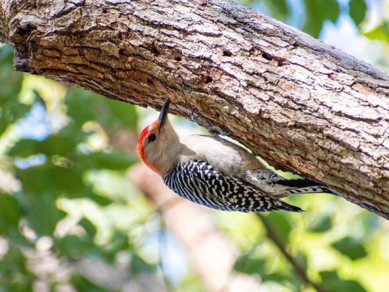 Downtown Charleston Birding Tour