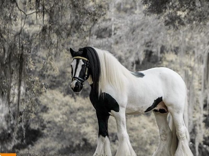 Gypsy Gold Horse Farm Tour