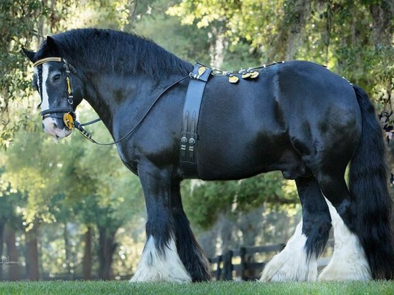 Gypsy Gold Horse Farm Walking Tour