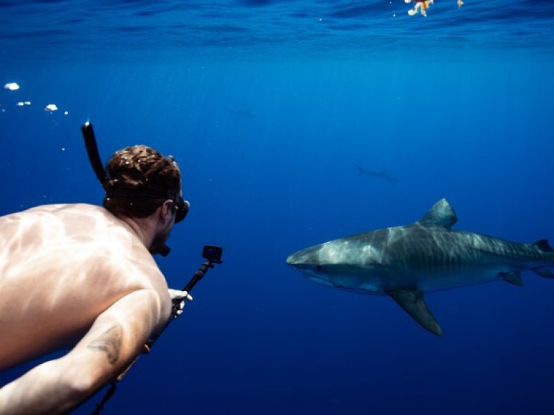 Private Shark Dive, Oahu, Hawaii (6 Guest)