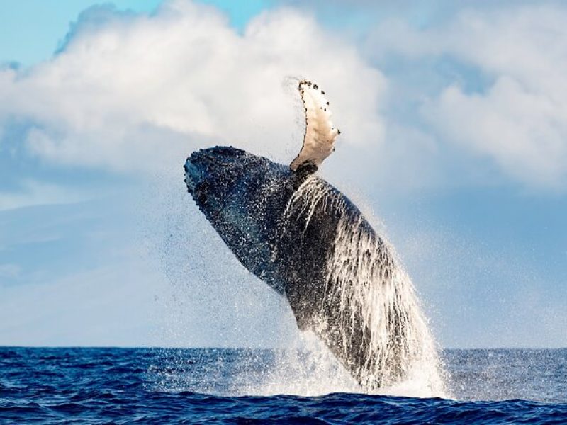 2 Hour Waikiki Whale Watching in Honolulu