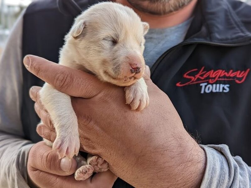 Yukon Husky Puppy Play Time & Summit Tour