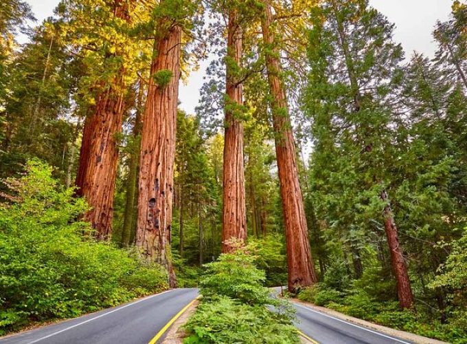 5 Star Rated Sequoia National Park Tour