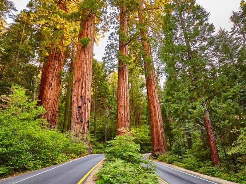 5 Star Rated Sequoia National Park Tour