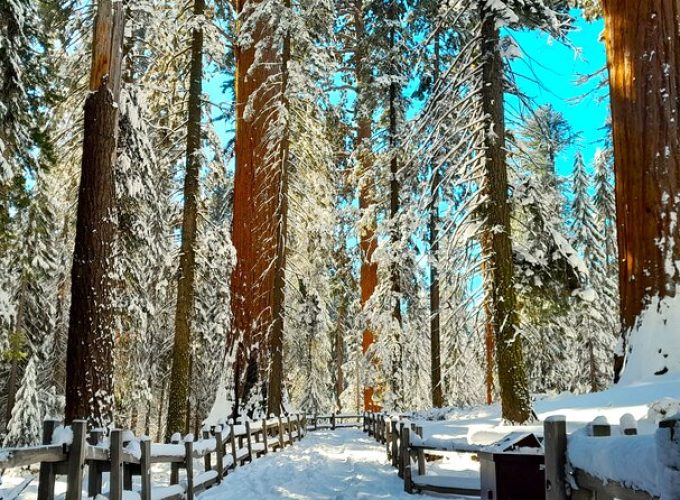 5 Star Rated Winter Private Tour in Sequoia