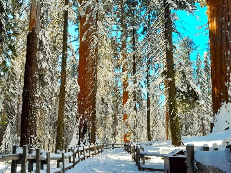 5 Star Rated Winter Private Tour in Sequoia