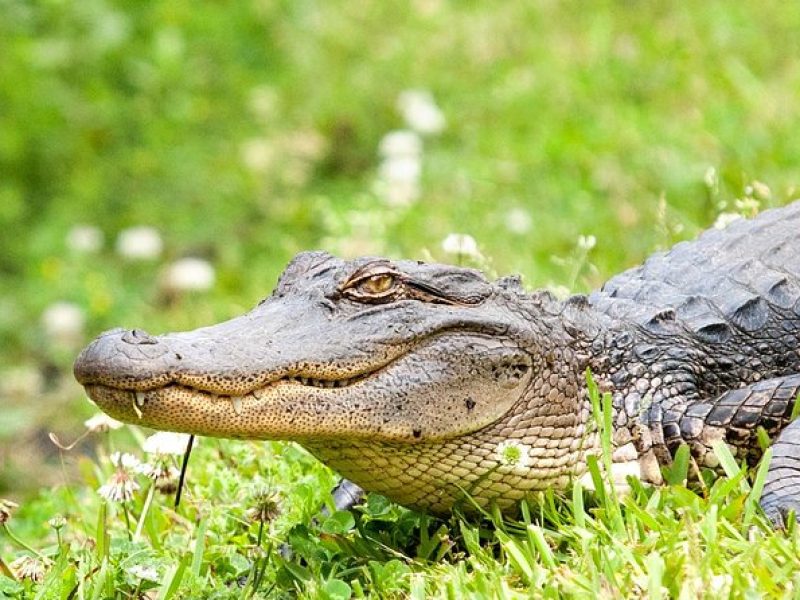 New Orleans Swamp and Bayou Sightseeing Tour with Transportation