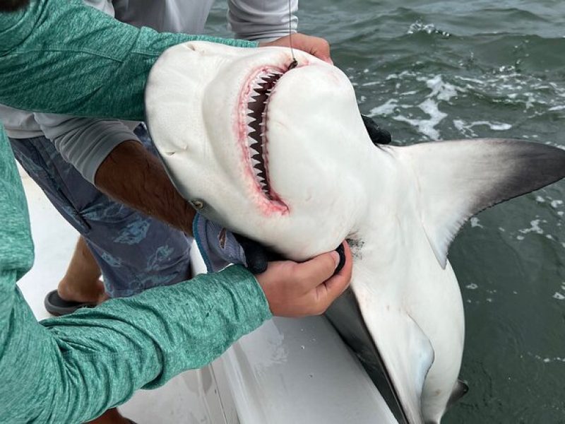 Shark Fishing Tampa Bay