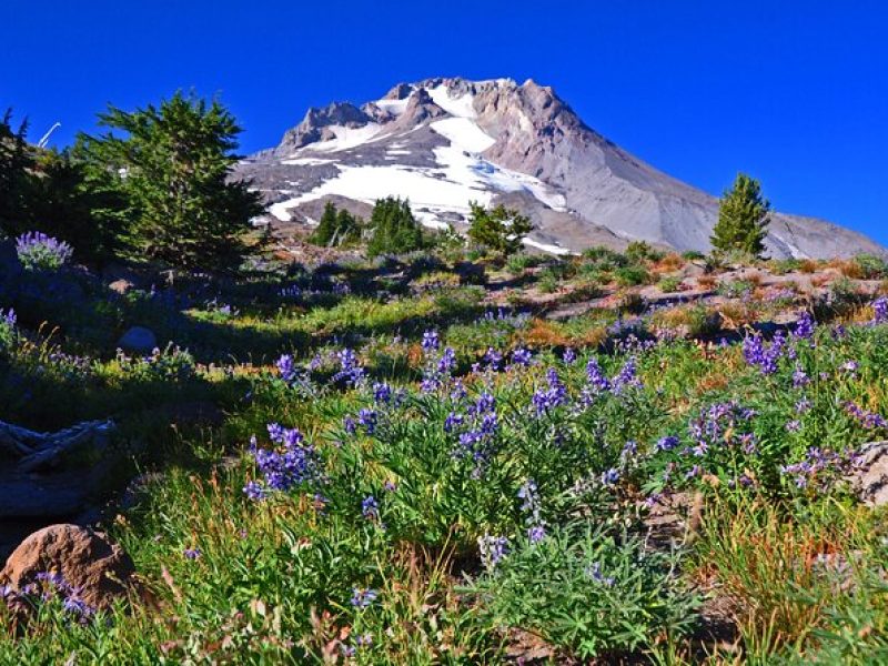 Waterfalls, Wine, and Timberline Tour