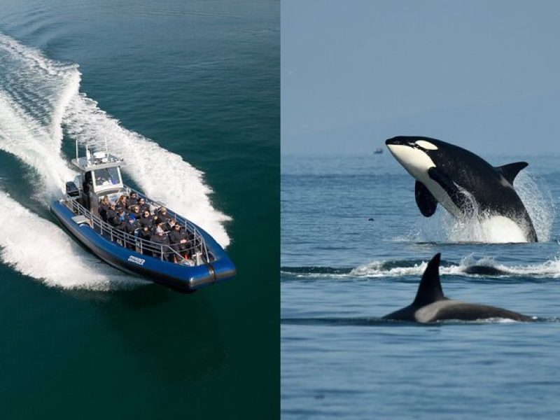 Half-Day Anacortes Whale and Wildlife Watching Guided Adventure