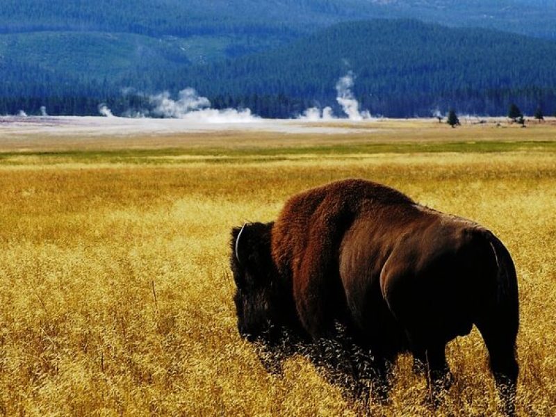 Guided Yellowstone Hayden & Lamar Valley Wildlife Tour