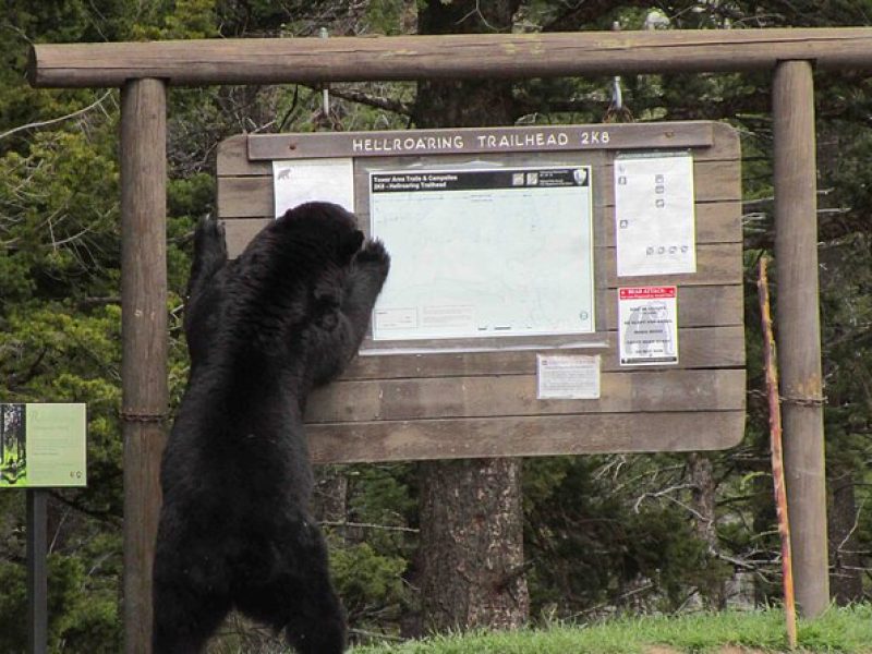 Lamar Valley Wildlife Tour