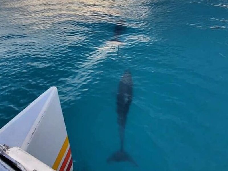 Key West's Favorite Afternoon Dolphin Sail