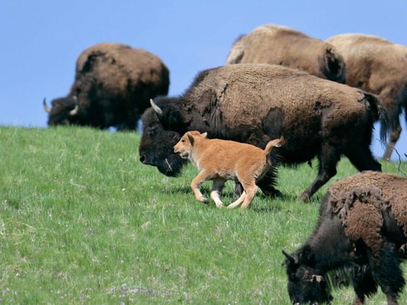 Full Day Wildlife Tour in Yellowstone Lamar Valley to Canyon