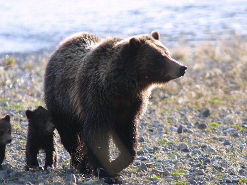 Private Sunrise Wildlife Adventure Into Yellowstone Lamar Valley