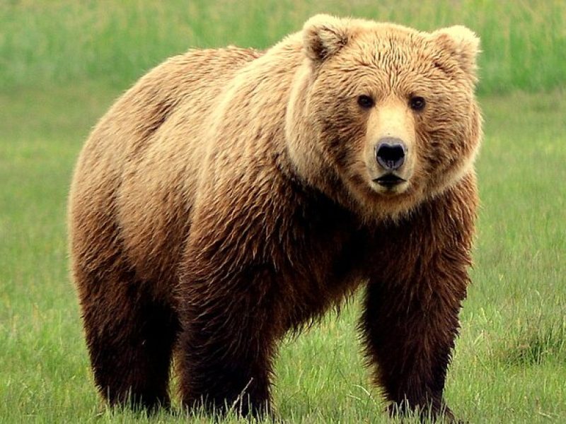 Late Summer Bear Viewing in Katmai National Park