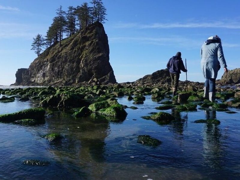 Experience the Spectacular Beauty of the Olympic Peninsula