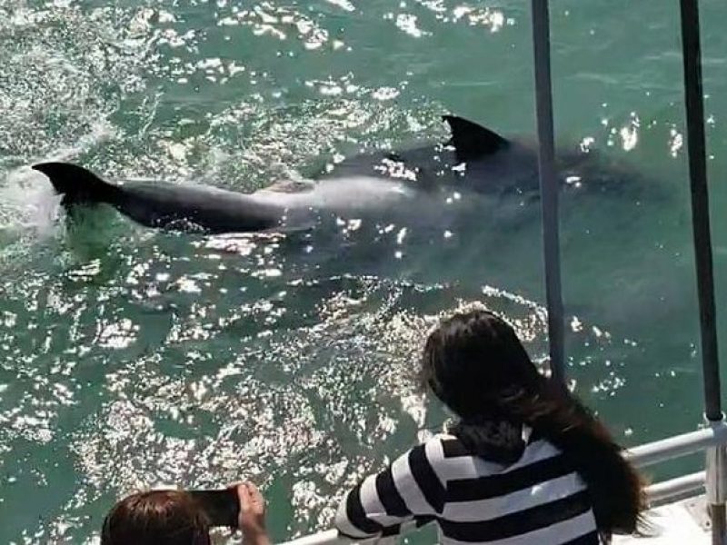 Eco and Dolphin Watch Tour of South Padre Island