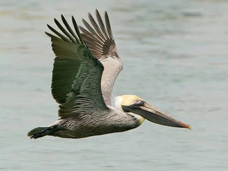 Sunrise Serenade Early Birding and Dolphin Watch Cruise