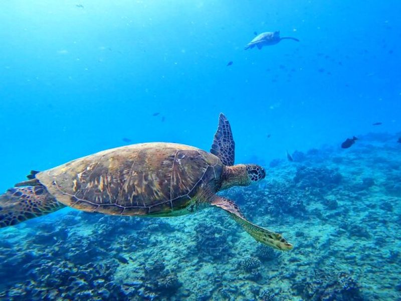 6 in 1 Deluxe Blue Ocean Turtle Snorkeling Escapade at Waikiki